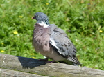 FZ005830 Rock dove.jpg